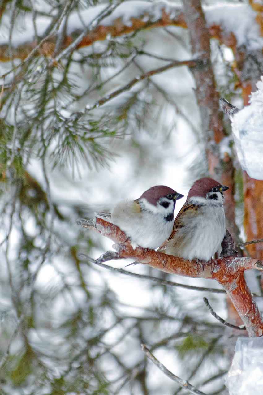 Adventskalender von Nicole Paskow -Vogelpärchen