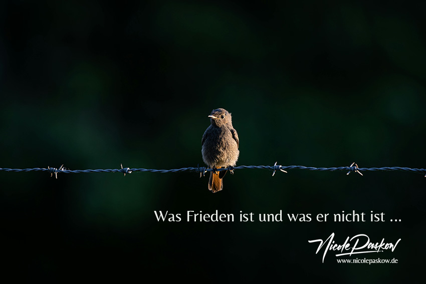 Was Frieden ist und was er nicht ist